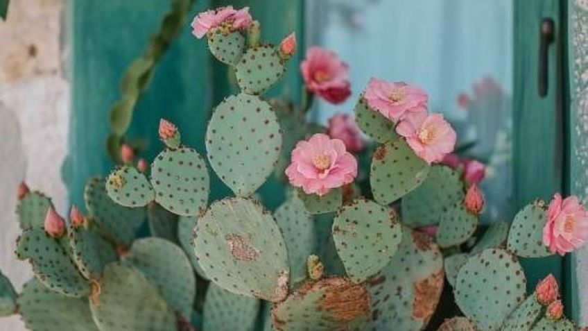 Plantas de exterior para despertar con los aromas más exquisitos en la primavera y que son muy fáciles de cuidar