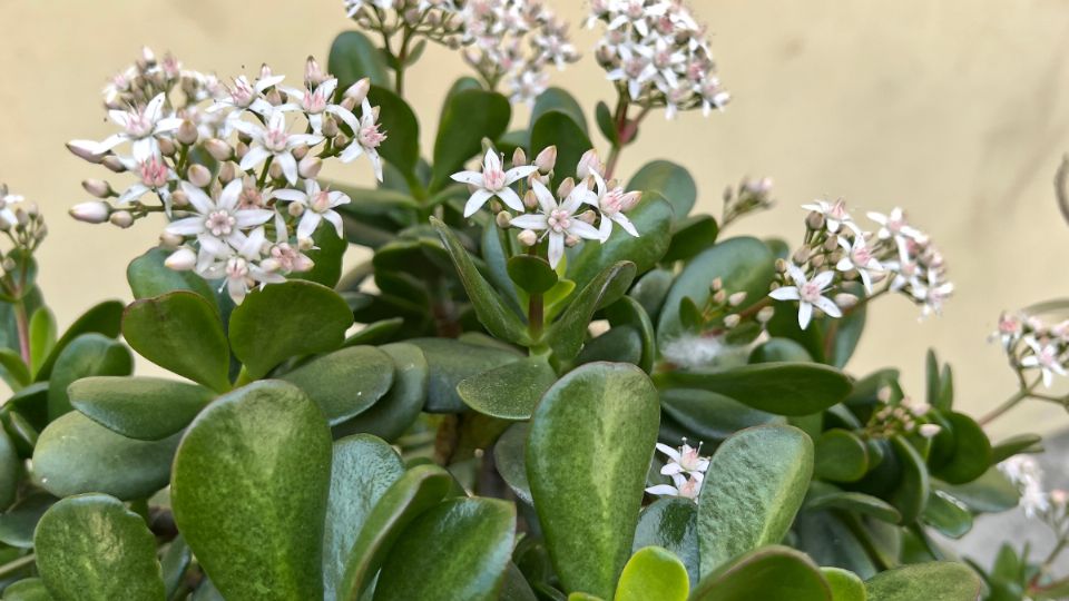 El abono orgánico que es ‘oro’ para tu árbol de jade por su poder para hacer florecer las plantas