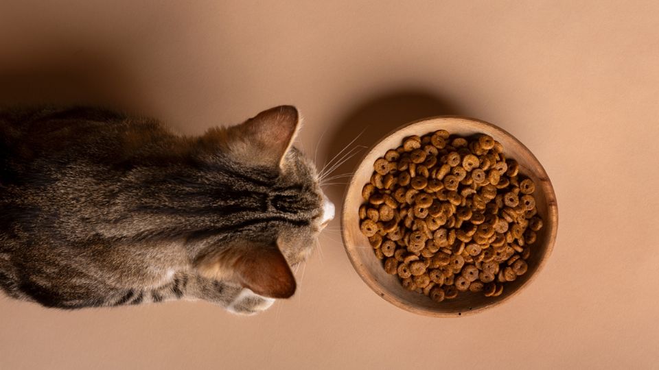 Su comida debe ser de la mejor calidad.