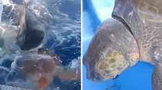 Una pequeña tortuga es salvada increíblemente por un tiburón tigre | VIDEO