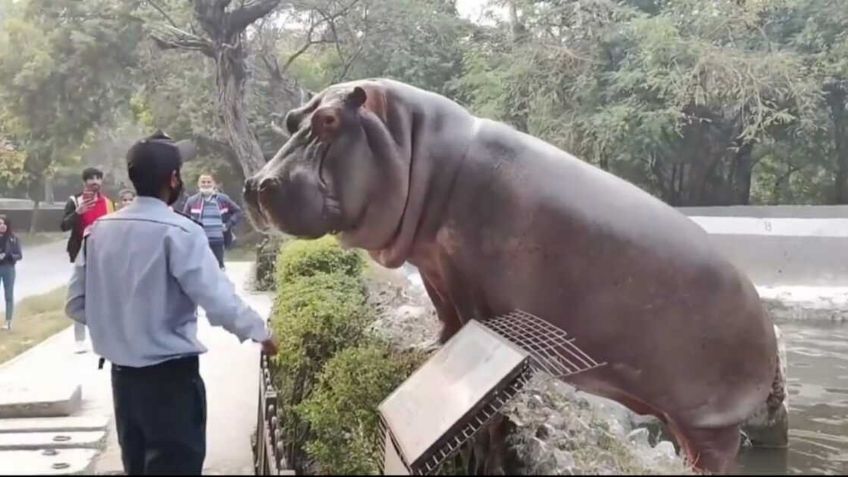 Guardia de seguridad arriesga su vida y evita que hipopótamo escape de un zoológico | VIDEO