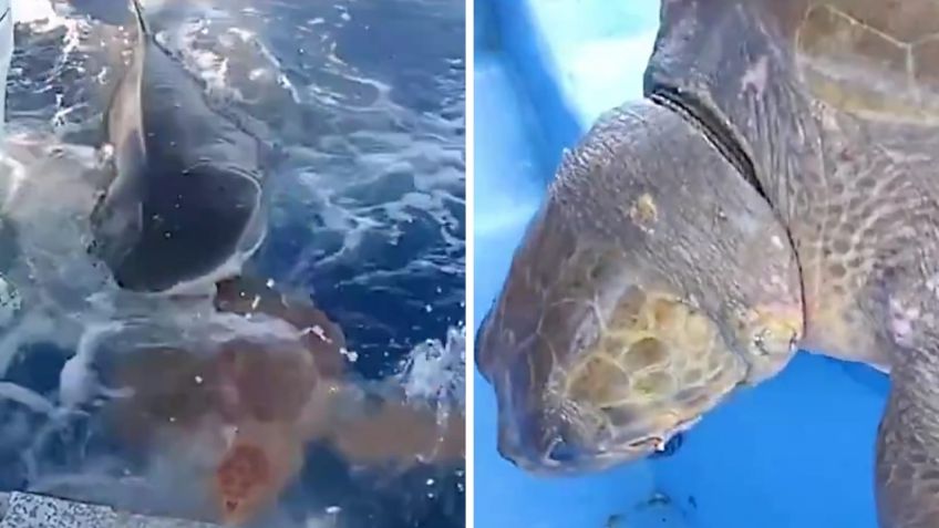 Una pequeña tortuga es salvada increíblemente por un tiburón tigre | VIDEO