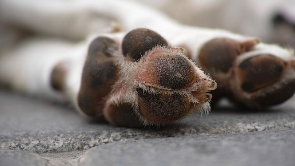 Este ley se inspiró en la muerte del perrito del presentador chileno, José Antonio Neme.