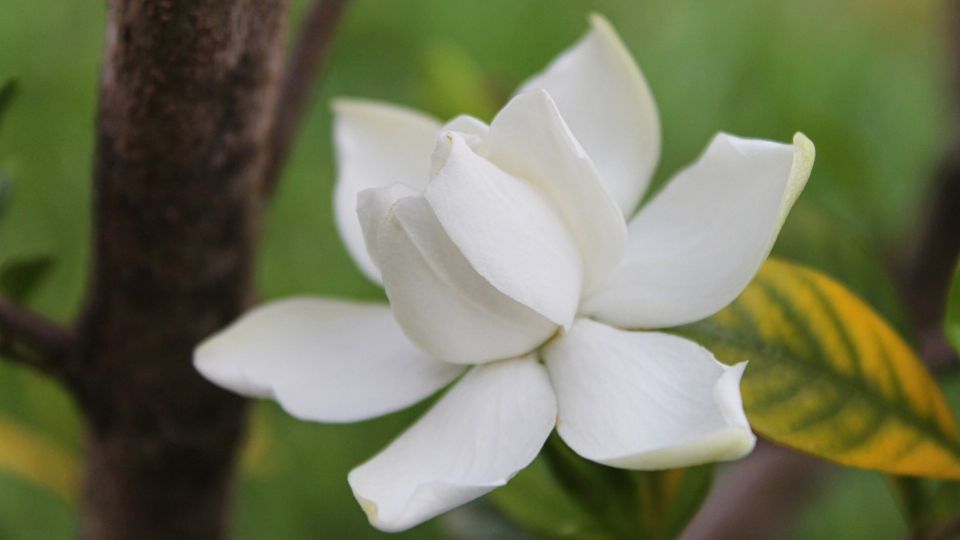 Las gardenias suelen son plantas de frío principalmente