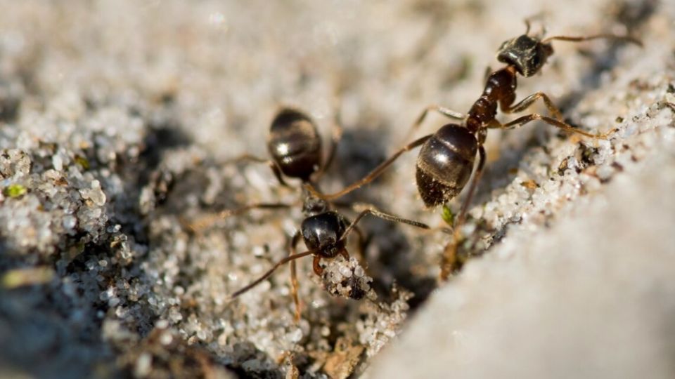 Las hormigas aparecen en tiempo de calor.