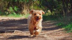 ¿Cuál es la mejor hora para sacar a pasear a los perros ante la ola de calor?