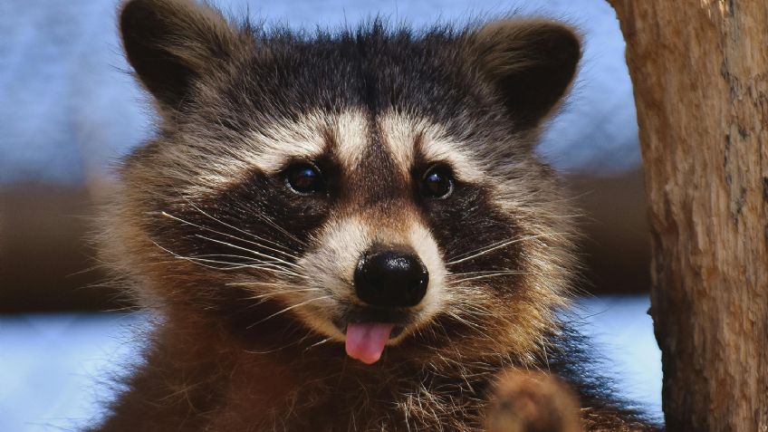 Mapaches: las 5 frutas que más les gustan y que pondrán feliz a tu mascota