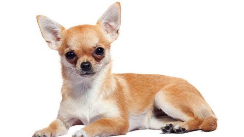 Cuántos años vive un perro Chihuahua, según especialistas