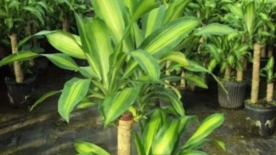 
El truco que usan los jardineros profesionales para que el palo de Brasil crezca en solo 7 días
