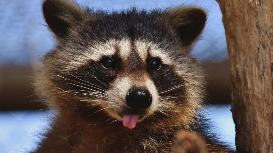 Si ya tienes un mapache como mascota debes de saber que no les puedes dar comida sólida hasta después de las 8 semanas de nacido.