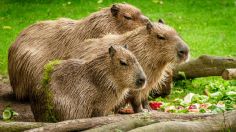 En México, ¿se puede compra legalmente un capibara?