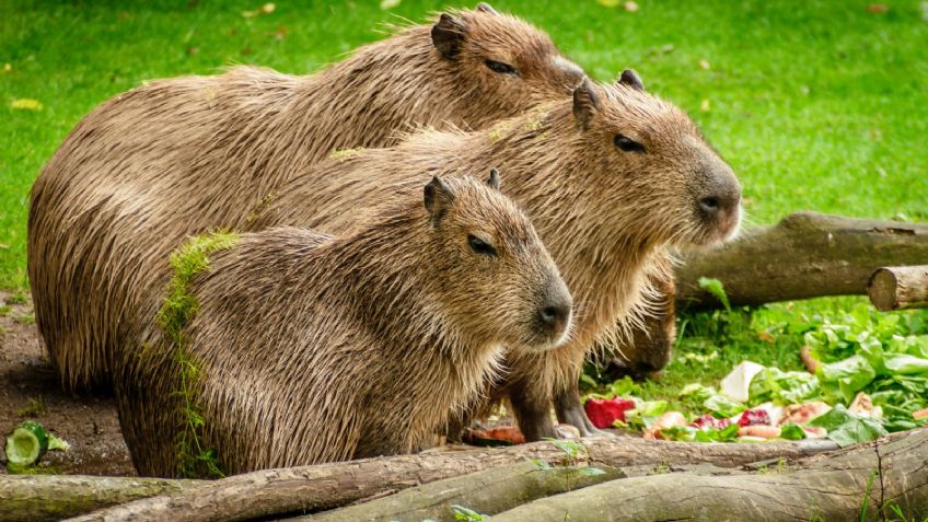 En México, ¿se puede compra legalmente un capibara?