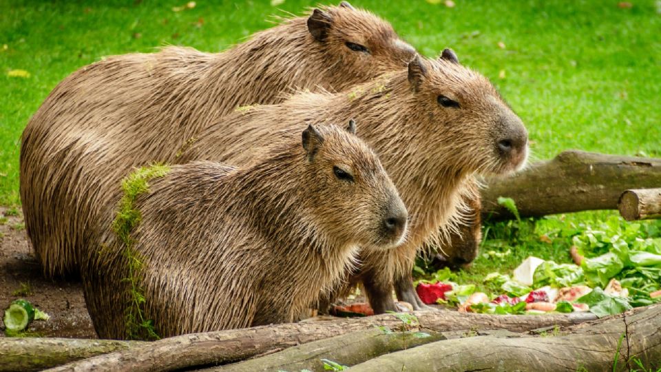 Los capibara generan ternura por su apariencia que los asemeja con los cerditos de tamaño mediano.