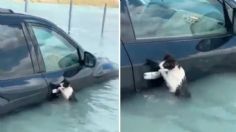 Rescatan a gato de morir ahogado en las inundaciones de Dubái: VIDEO