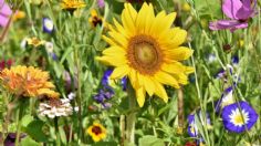 Plantas que tienen flores todo el año y son fáciles de cuidarlas