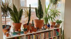 Ideas y consejos para llenar tu casa de plantas y así tener un ambiente fresco y purificado