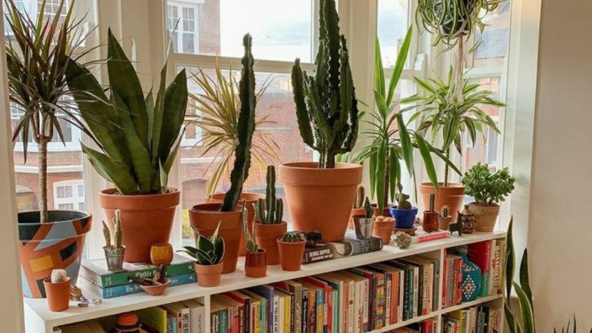 Ideas y consejos para llenar tu casa de plantas y así tener un ambiente fresco y purificado