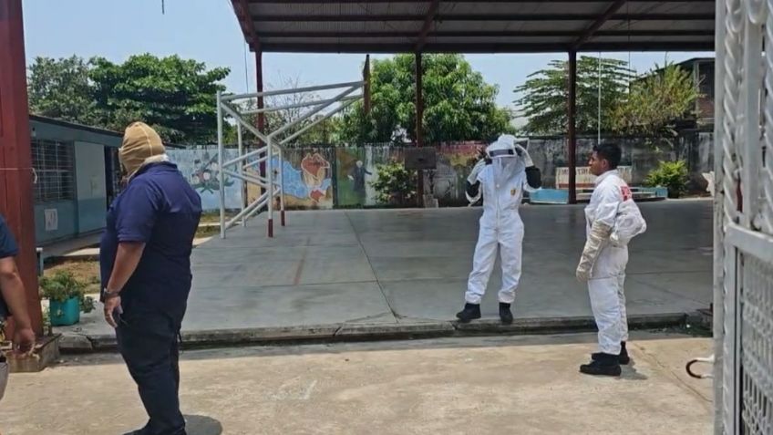 Abejas africanas atacan a 30 niños en una escuela primaria de Tapachula