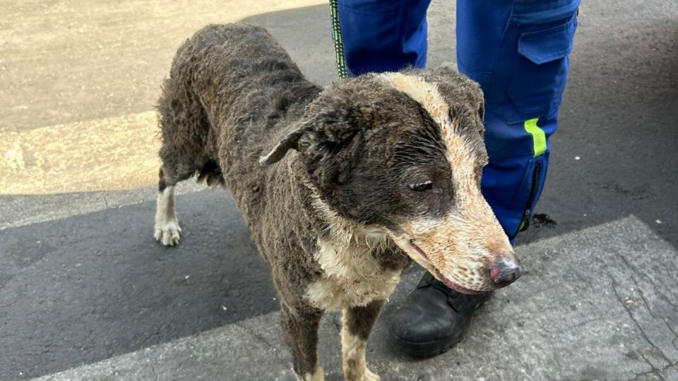 El perrito tiene quemaduras en el rostro.