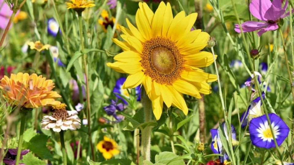 ¿Qué plantas tienen flores todo el año?