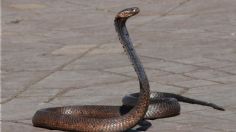 Una serpiente causa retraso de 17 minutos en el tren bala de Japón