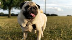 ¿Cómo cuidar a tu perro chato, como los Pug, de su respiración en temporada de calor?