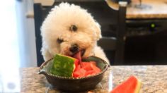 10 frutas para mantener a tu perro hidratado y evitar un golpe de calor que puede llegar a ser mortal