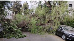 Fuertes vientos derriban un árbol de 20 metros de altura en la Del Valle; cae sobre cinco autos y motocicleta