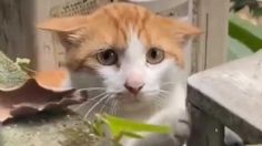 VIDEO: Mamá gato es captada pidiendo ayuda para salvar a su cría