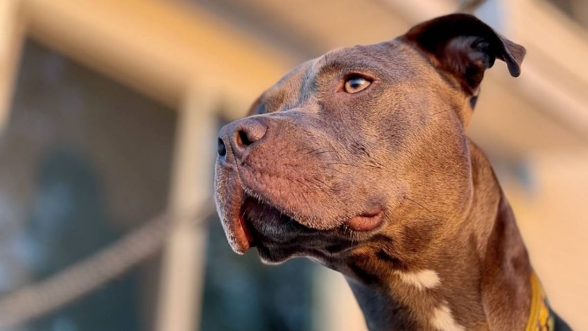 Captan el momento en que un perro pitbull muerde la pierna de adulto mayor en Zapopan