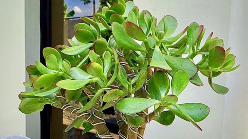 Aprende a distinguir entre una planta de Árbol de Jade hembra o macho