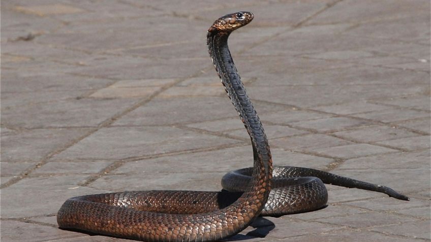 Una serpiente causa retraso de 17 minutos en el tren bala de Japón