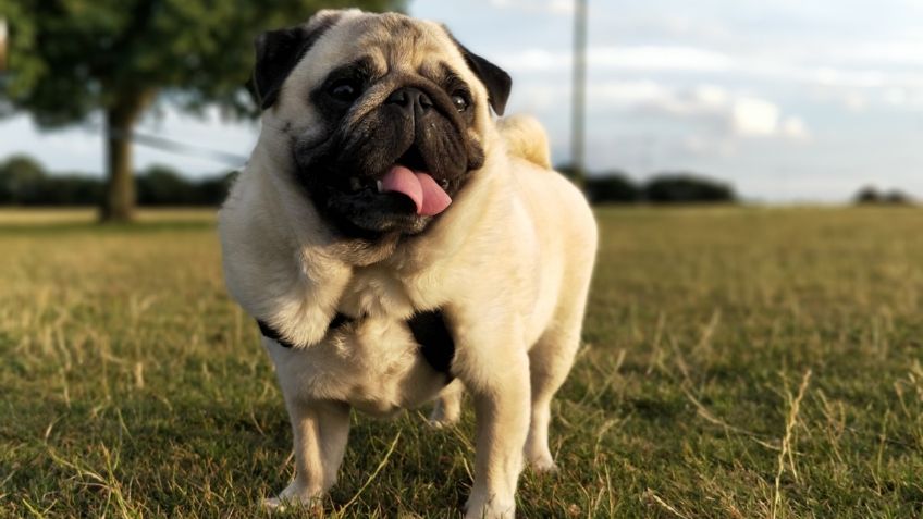 ¿Cómo cuidar a tu perro chato, como los Pug, de su respiración en temporada de calor?