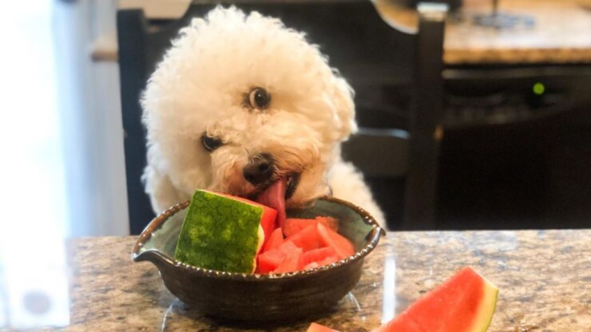 10 frutas para mantener a tu perro hidratado y evitar un golpe de calor que puede llegar a ser mortal