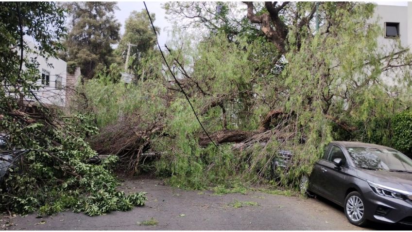 Fuertes vientos derriban un árbol de 20 metros de altura en la Del Valle; cae sobre cinco autos y motocicleta