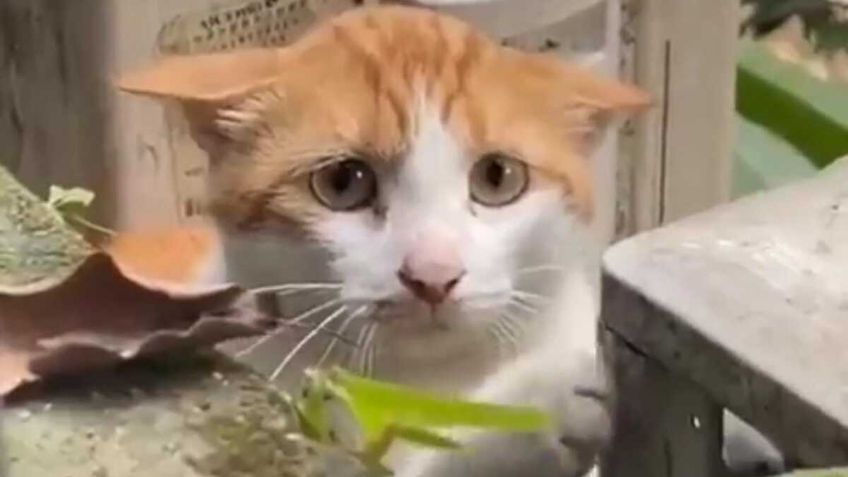 VIDEO: Mamá gato es captada pidiendo ayuda para salvar a su cría