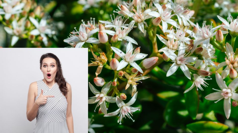 Cuál es el residuo ideal para que tu árbol de Jade estalle de flores esta primavera