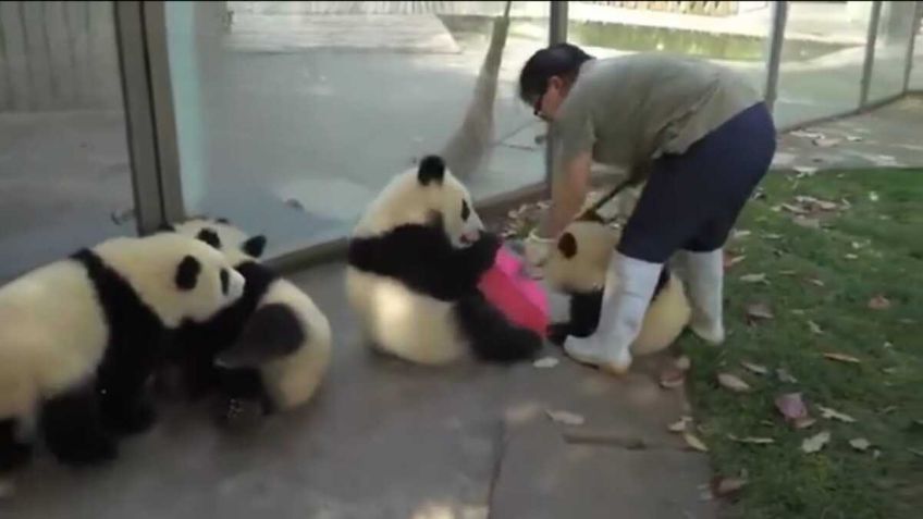 VIDEO: 4 pandas bebé molestan a una mujer que quería limpiar su hábitat