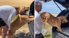 VIDEO: un tierno lomito se vuelve viral por aferrarse y no querer irse de la playa después de un día divertido