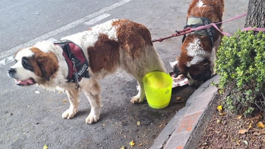 Abandonan a pareja de perros San Bernardo en calles de la colonia Juárez: FOTOS