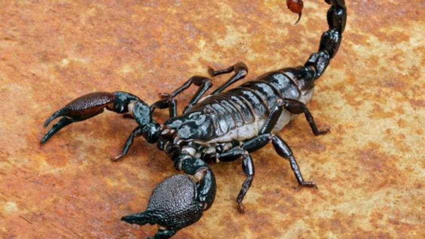 ¿Cómo evitar que los alacranes hagan nido en tu casa durante esta temporada de calor?