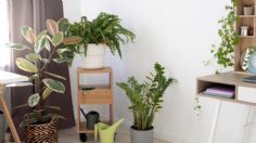 ¿Quieres refrescar tu casa? Coloca una de estas tres plantas que absorben el calor