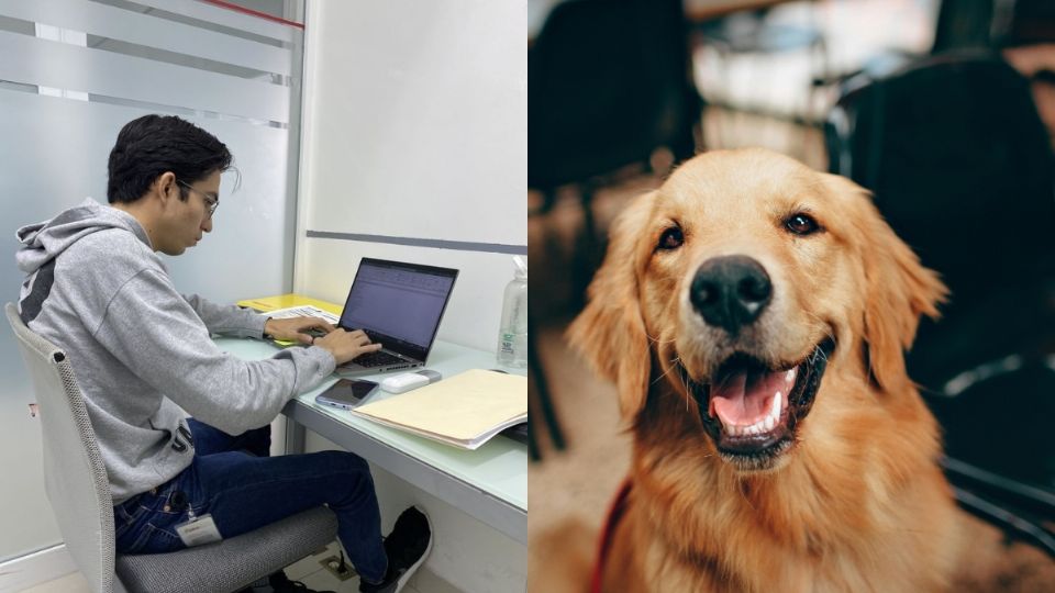 Trabajador vendió a su perro para cumplir con el turno completo presencial