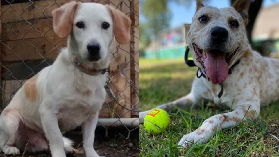 Estos perritos fueron rescatados de las instalaciones del Metro y ahora están en adopción.