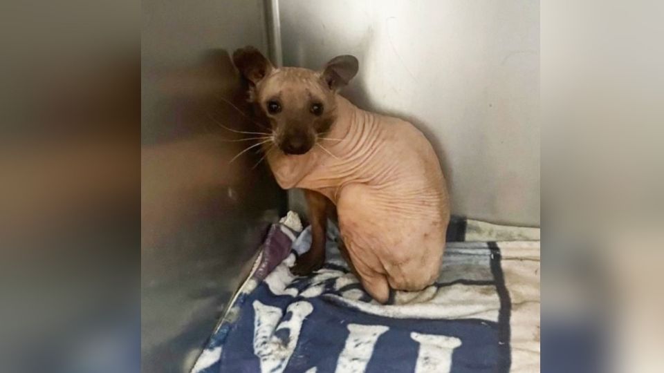 Rescatan a extraño animal pensando que se trataba de un gato sin pelaje