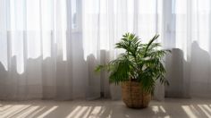 Plantas: ¿es bueno que les dé el sol a través del cristal de la ventana?