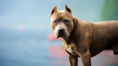 Perros pitbull matan a bebé de 15 meses; fue arrancado de los brazos de su madre