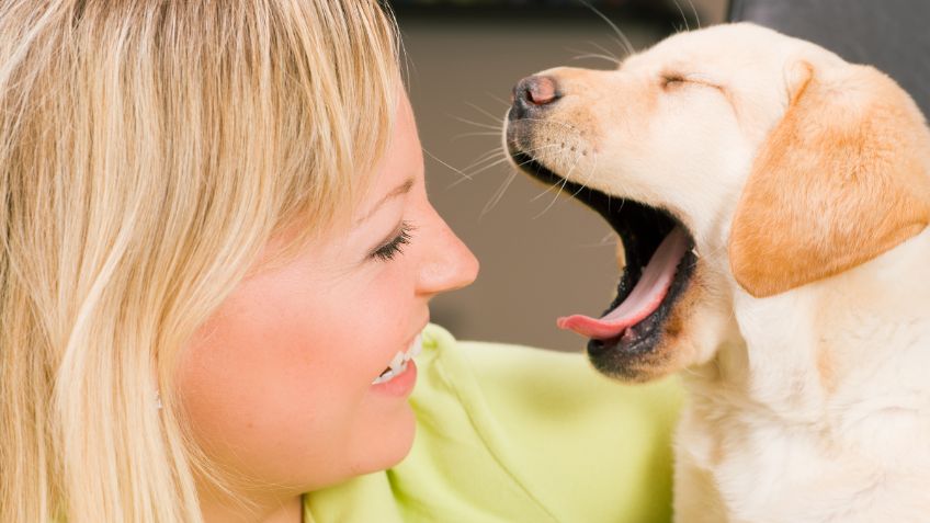 Descubre si los perros se pueden contagiar de los bostezos de sus dueños, según estudios