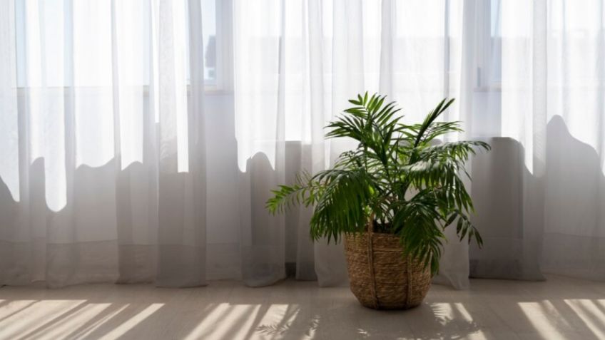 Plantas: ¿es bueno que les dé el sol a través del cristal de la ventana?