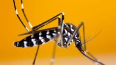 Cuántos años vive el mosquito tigre, según especialistas